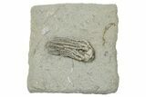 Fossil Crinoid (Platycrinites) - Crawfordsville, Indiana #263097-1